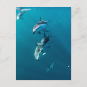 Carte Postale Animaux de bébés cutest   Famille de dauphins