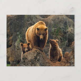 Carte Postale Animaux de bébés cutest   Famille d'ours Brown