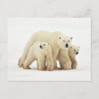 Animaux de bébés cutest | Famille d'ours polaires