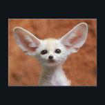 Carte Postale Animaux de bébés cutest | Fennec Fox Pup<br><div class="desc">Cette jolie photo d'animaux de bébé Getty présente un renard de Fennec,  Corée du Sud.</div>