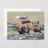 Carte Postale Animaux de bébés cutest | Fox Pups en jeu (Devant / Derrière)