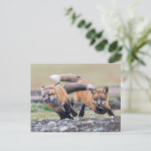 Carte Postale Animaux de bébés cutest | Fox Pups en jeu (Debout devant)