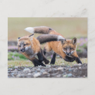 Carte Postale Animaux de bébés cutest Fox Pups en jeu