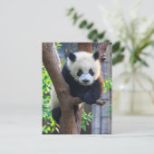 Carte Postale Animaux de bébés cutest | Géant Panda Cub (Debout devant)