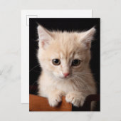 Carte Postale Animaux de bébés cutest | Ginger Kitten (Devant / Derrière)