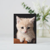 Carte Postale Animaux de bébés cutest | Ginger Kitten (Debout devant)