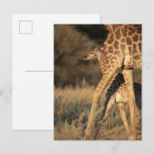 Carte Postale Animaux de bébés cutest | Girafe bébé et parent (Devant / Derrière)