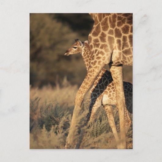Carte Postale Animaux de bébés cutest | Girafe bébé et parent (Devant)