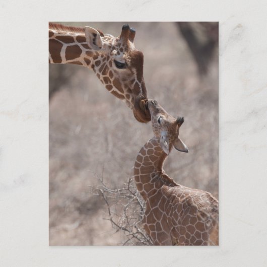 Carte Postale Animaux de bébés cutest | Giraffe mère et bébé (Devant)