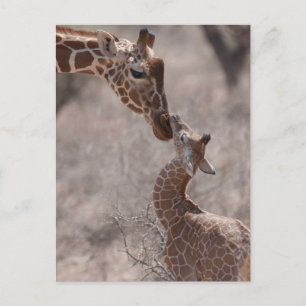 Carte Postale Animaux de bébés cutest   Giraffe mère et bébé