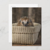 Carte Postale Animaux de bébés cutest | Hérisson dans un panier (Devant / Derrière)