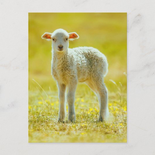 Carte Postale Animaux de bébés cutest | Jeune mouton (Devant)