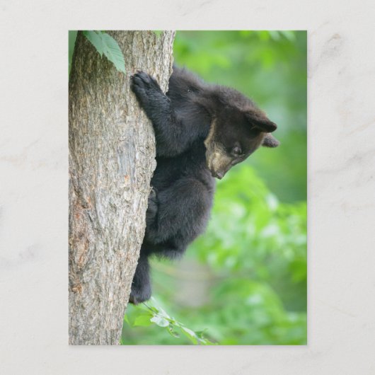 Carte Postale Animaux de bébés cutest | Jeune ours Ours Noir (Devant)