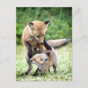 Carte Postale Animaux de bébés cutest   Kit et maman Fox adorabl