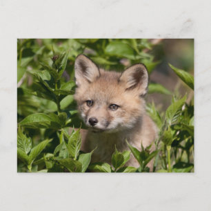 Carte Postale Animaux de bébés cutest Kit Fox