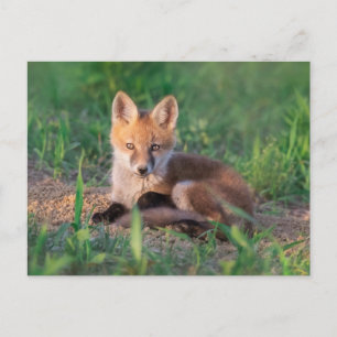 Carte Postale Animaux de bébés cutest   Kit Red Fox Relaxant
