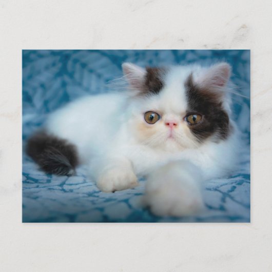 Carte Postale Animaux de bébés cutest | Kitten noir et blanc (Devant)