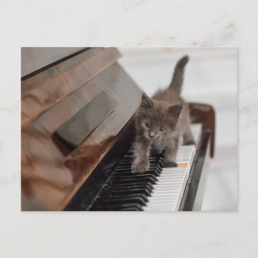 Carte Postale Animaux de bébés cutest | Kitten sur piano (Devant)