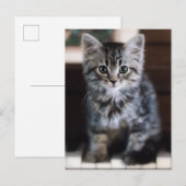 Carte Postale Animaux de bébés cutest | Kitten sur Touches de pi (Devant / Derrière)