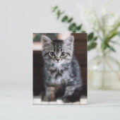 Carte Postale Animaux de bébés cutest | Kitten sur Touches de pi (Debout devant)