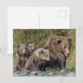 Carte Postale Animaux de bébés cutest | Kodiak Mama Bear & Cubs (Devant / Derrière)