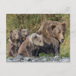 Carte Postale Animaux de bébés cutest Kodiak Mama Bear & Cubs