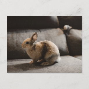 Carte Postale Animaux de bébés cutest Lapin nain de Pays-Bas
