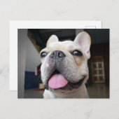 Carte Postale Animaux de bébés cutest | Le visage de Bulldog (Devant / Derrière)