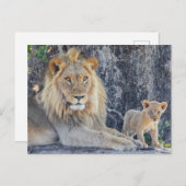 Carte Postale Animaux de bébés cutest | Lion Dad & Cub (Devant / Derrière)