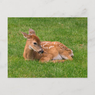 Carte Postale Animaux de bébés cutest   Little Fawn