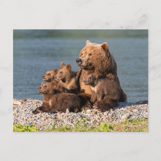 Carte Postale Animaux de bébés cutest | Mère Ours & Cubs (Devant)