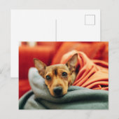 Carte Postale Animaux de bébés cutest | Miniature Pinscher (Devant / Derrière)