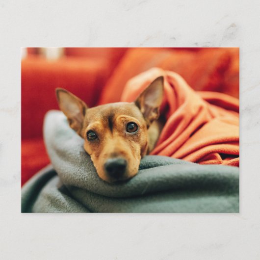 Carte Postale Animaux de bébés cutest | Miniature Pinscher (Devant)