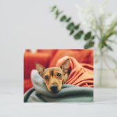 Carte Postale Animaux de bébés cutest | Miniature Pinscher (Debout devant)