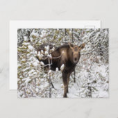 Carte Postale Animaux de bébés cutest | Moose Calf (Devant / Derrière)