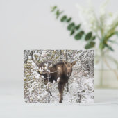Carte Postale Animaux de bébés cutest | Moose Calf (Debout devant)