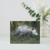 Carte Postale Animaux de bébés cutest | Opossum Maman & Kids (Debout devant)