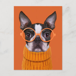 Carte Postale Animaux de bébés cutest   Orange Boston Terrier