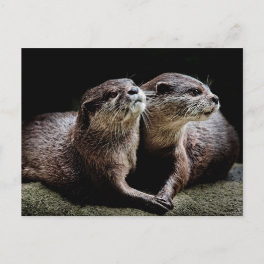 Carte Postale Animaux de bébés cutest | Otters tenant les mains (Devant)