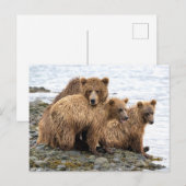 Carte Postale Animaux de bébés cutest | Ours et oursons (Devant / Derrière)