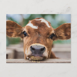 Carte Postale Animaux de bébés cutest   Petite vache