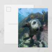 Carte Postale Animaux de bébés cutest | Phoque sous-marin Cape F (Devant / Derrière)