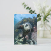 Carte Postale Animaux de bébés cutest | Phoque sous-marin Cape F (Debout devant)