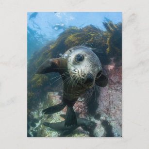 Carte Postale Animaux de bébés cutest   Phoque sous-marin Cape F