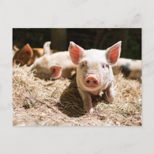 Carte Postale Animaux de bébés cutest   Piglet bébé mignon