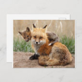 Carte Postale Animaux de bébés cutest | Renard rouge et bébé (Devant / Derrière)