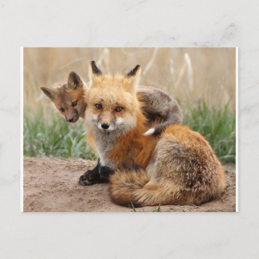 Carte Postale Animaux de bébés cutest | Renard rouge et bébé (Devant)