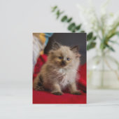 Carte Postale Animaux de bébés cutest | Siamese Kitten (Debout devant)
