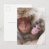 Carte Postale Animaux de bébés cutest | Singe des neiges (Devant / Derrière)