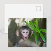 Carte Postale Animaux de bébés cutest | Singe des neiges surpris (Devant / Derrière)